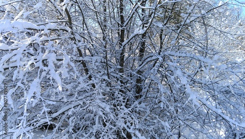 snow covered trees