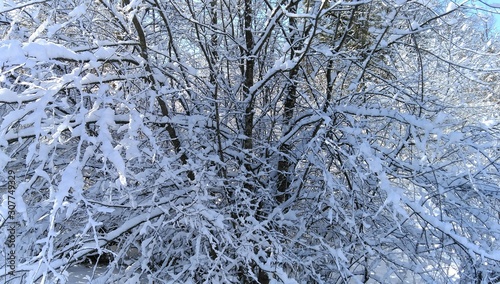 snow covered trees © maga