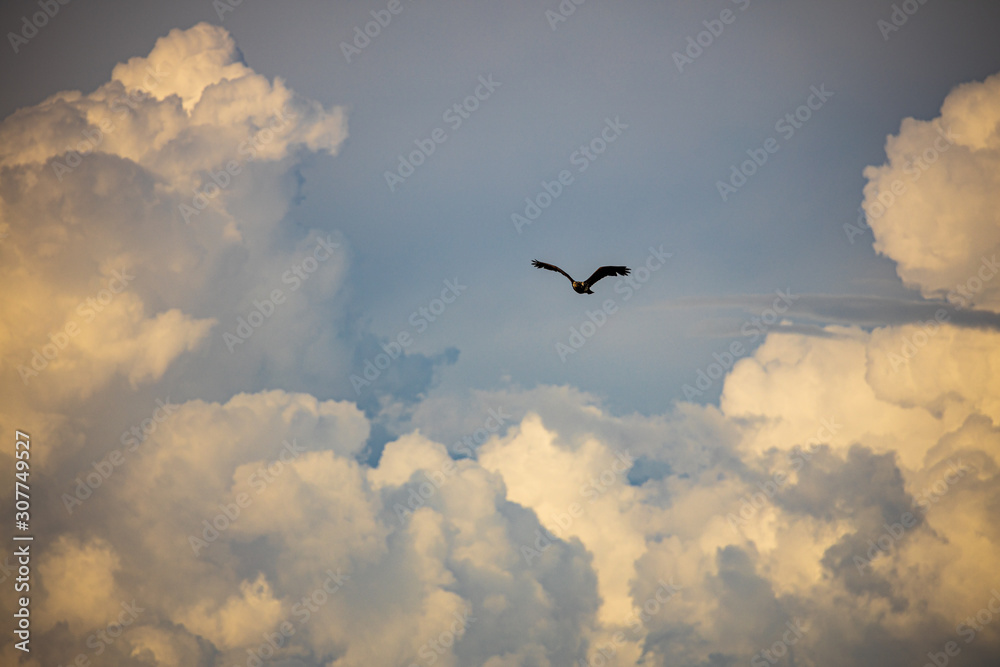 Juvenile bald eagle flying among storm clouds near sunset in Alaska.
