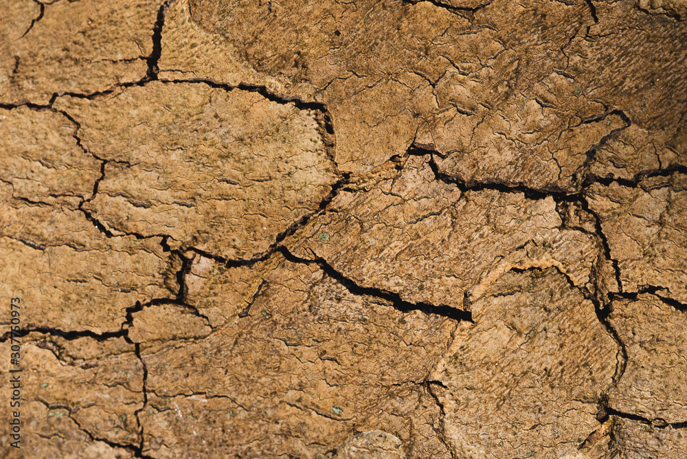 Fototapeta premium Desert Wood 