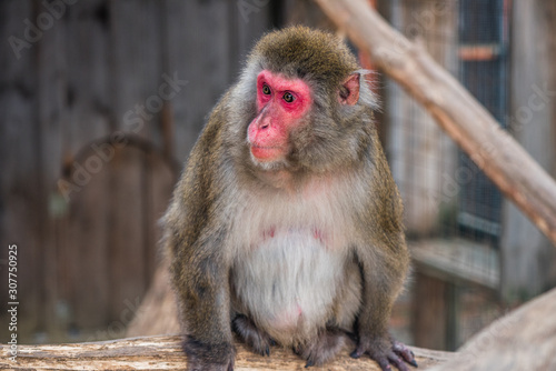 Portrain of Japanese Macaque Monkey Sitting on Tree Trunk in ZOO © kaycco