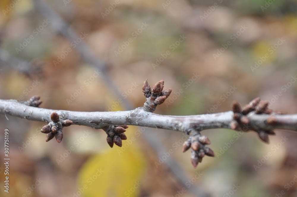 The buds in the cherry tree in winter close up The buds in the cherry tree in winter close up