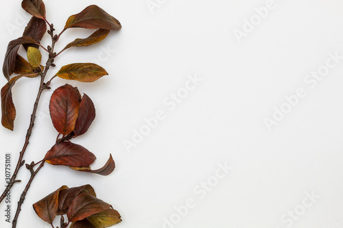 Composition Using Dry Autumn Leaves on White Background. Copy Space on The Right Side