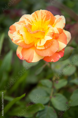 Solitary Rose © Lenspiration