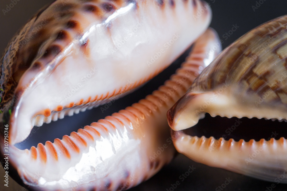 Two seashells Cypraea tigris on black background. Closeup.  