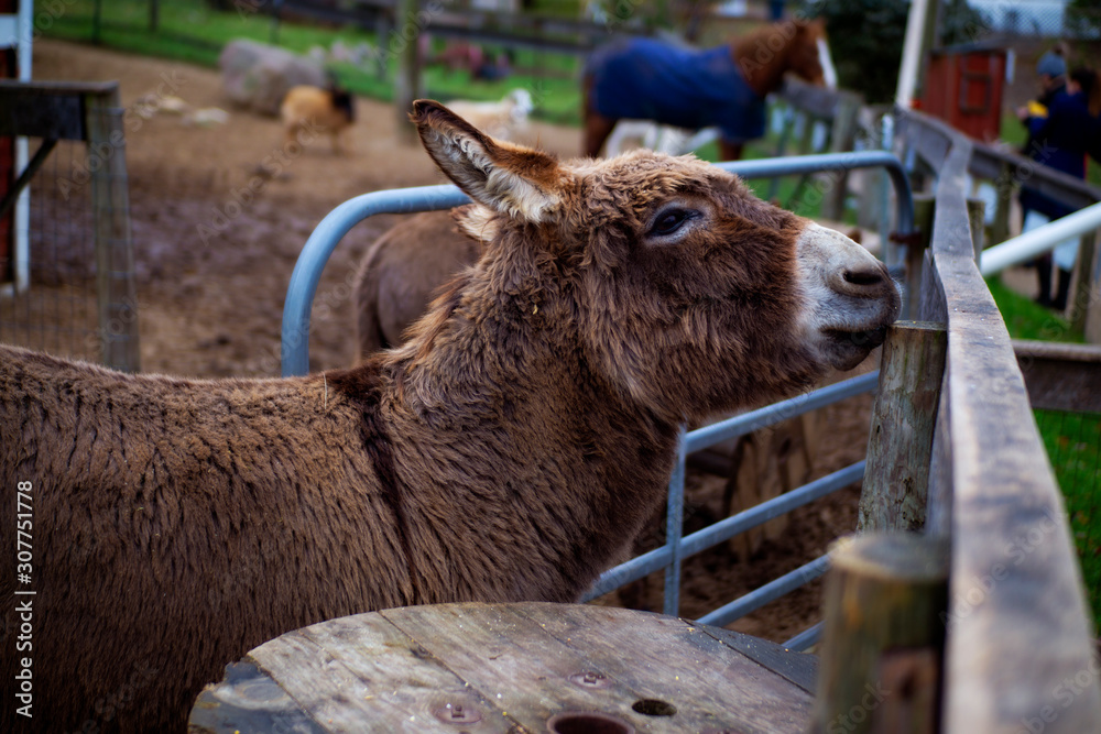 Miniature Donkey At Countryside Petting Zoo Farm Scene Miniature Donkey At Countryside Petting Zoo Farm Scene