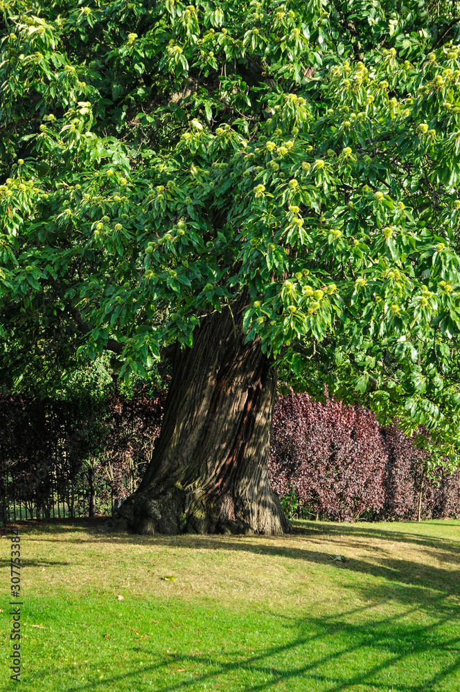 Large chestnut in a lawn garden, England