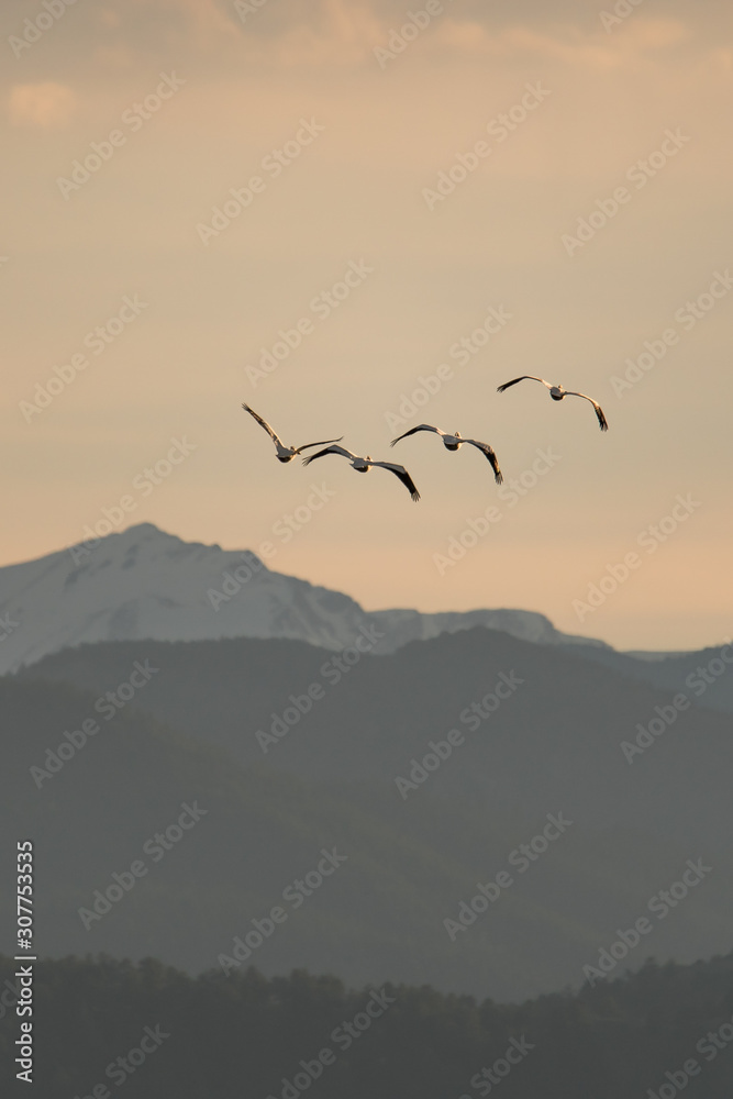 Flock of pelicans in sky