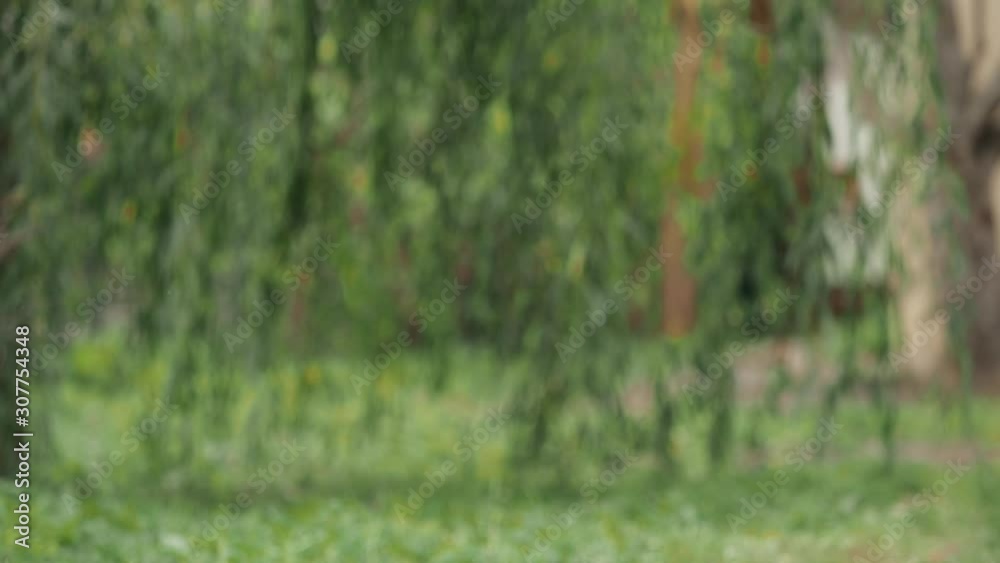 Two dogs running merrily towards their master. Golden Retriever and Dachshund run through willow branches. On the street summer or autumn. Two dogs running merrily towards their master. Golden Retriever and Dachshund run through willow branches. On the street summer or autumn.
