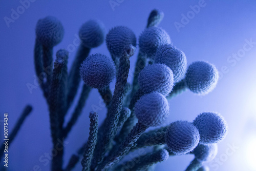 macro brunei flower in trendy classic blue photo