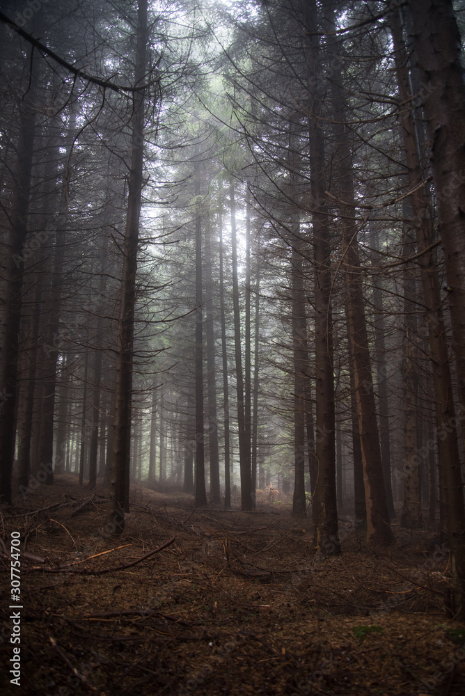 in the forest with beautiful trees