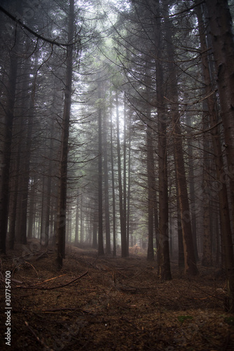 in the forest with beautiful trees