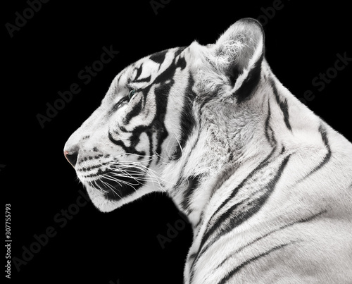 Magnificent white tiger isolated on black background