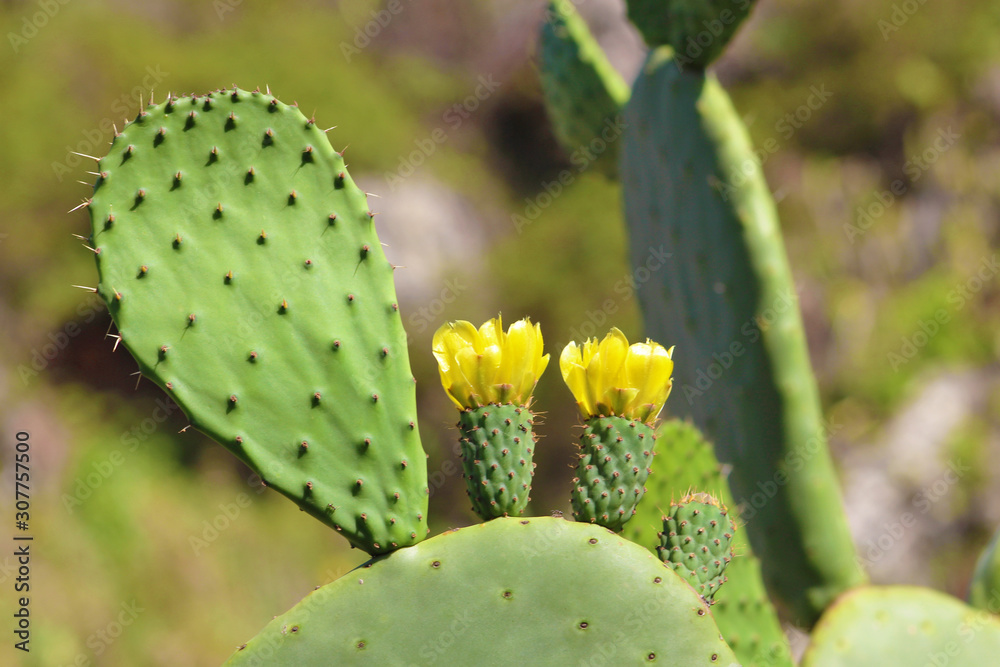 Cactus, Chumbera o Tunera Cactus, Chumbera o Tunera