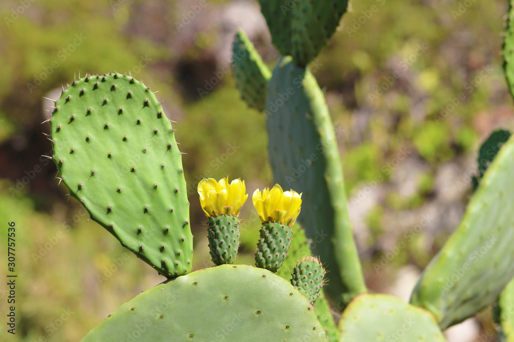 Cactus, Chumbera o Tunera Cactus, Chumbera o Tunera