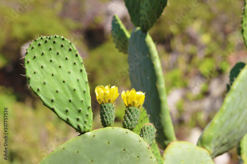 Cactus, Chumbera o Tunera © Bentor