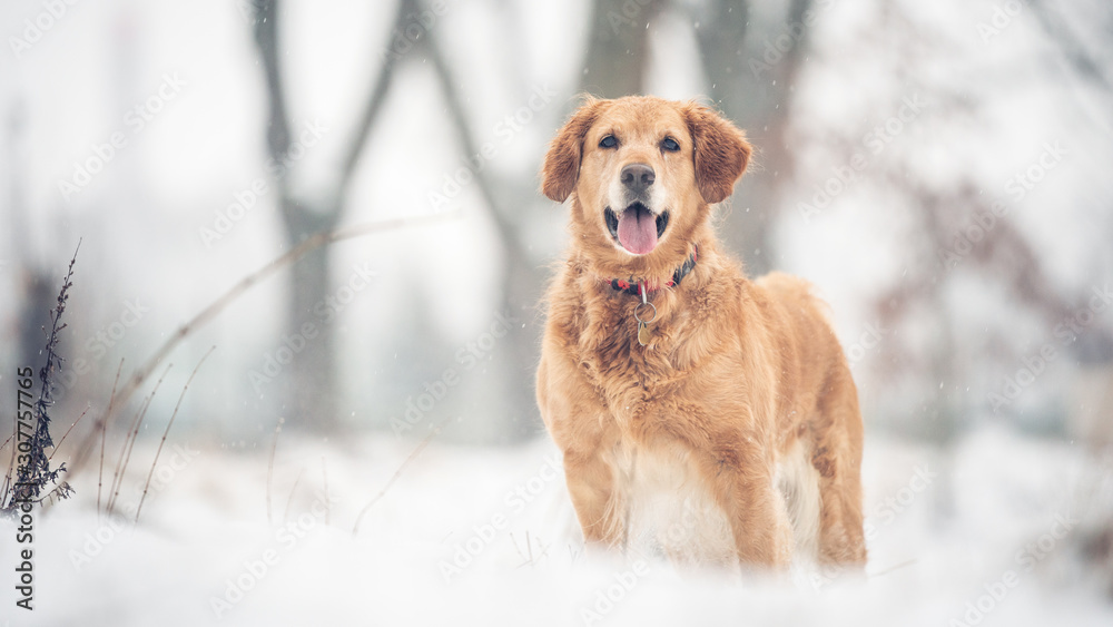 Portrait of dog in the snow