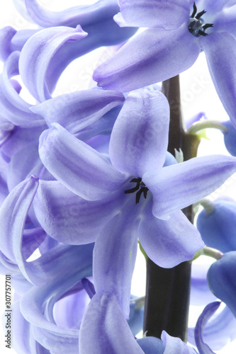 macro view of blue hyacinth flower in white background