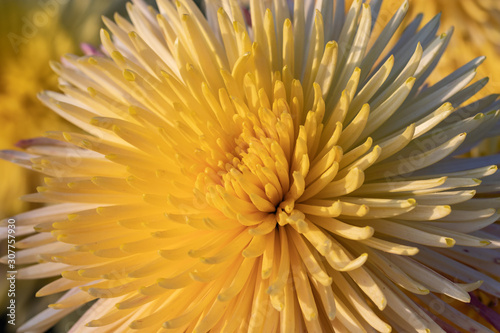 Beautiful  chrysanthemums close up in autumn Sunny day in the garden. Autumn flowers. Flower head