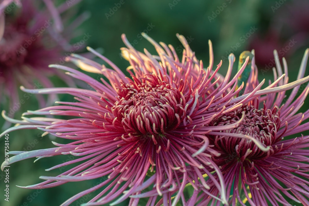 Beautiful red chrysanthemums close up in autumn Sunny day in the garden. Autumn flowers. Flower head Beautiful red chrysanthemums close up in autumn Sunny day in the garden. Autumn flowers. Flower head