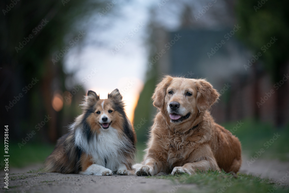 Portrait of dogs Portrait of dogs