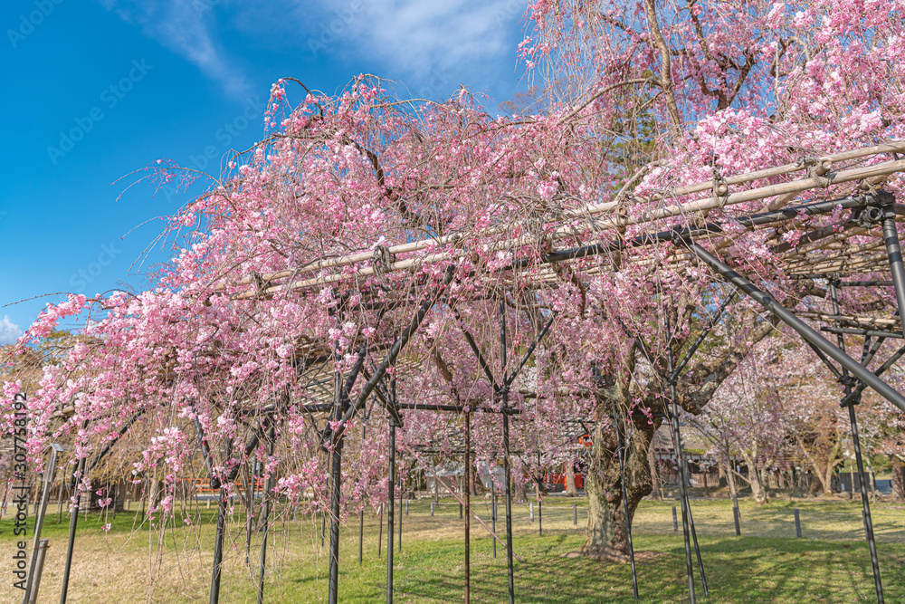 京都 上賀茂神社の春景色 斎王桜 Stock Foto Adobe Stock