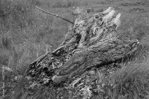 tocon de olmo en blanco y negro bn navarrete del rio calamocha teruel aragon españa photo