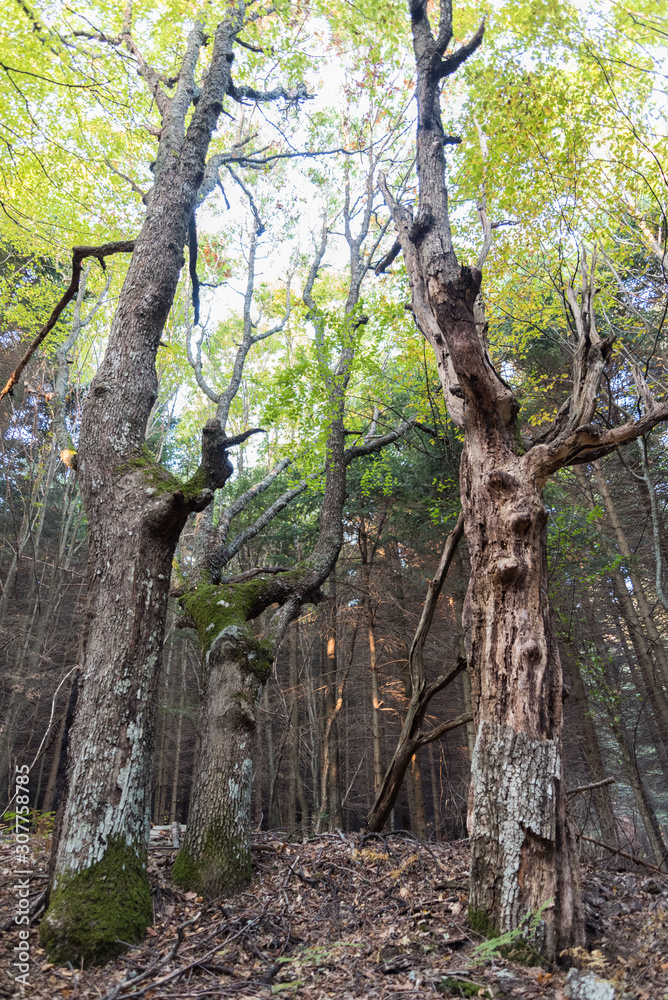 Fototapeta premium in the forest with beautiful trees