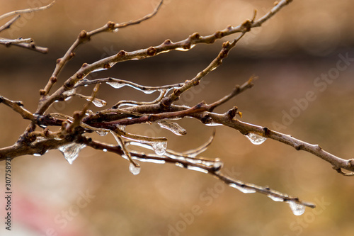 Frozen drops on the branches of poplar