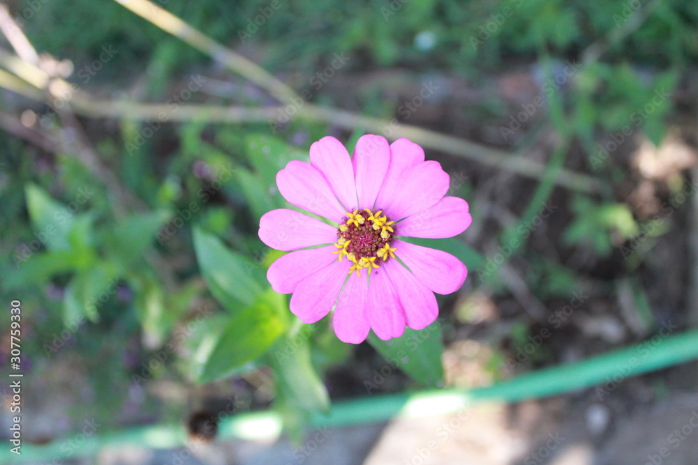 Flowers in garden Flowers in garden