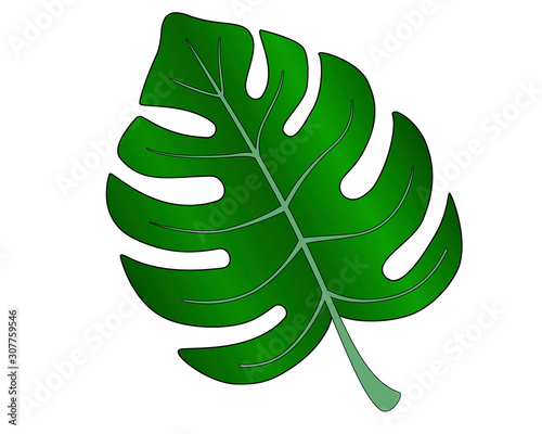 Big juicy bright green leaf of a monstera - a tropical plant. Monstera creeper leaf - vector full color picture