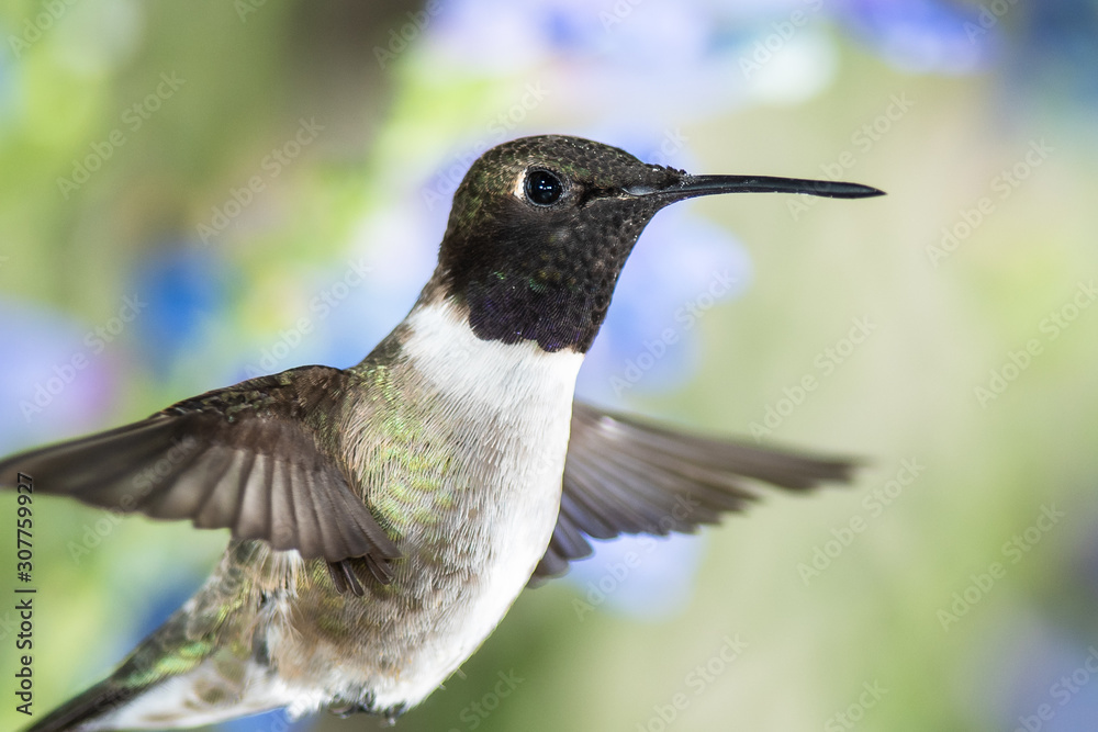 Obraz premium Black-Chinned Hummingbird Searching for Nectar Among the Blue Flowers