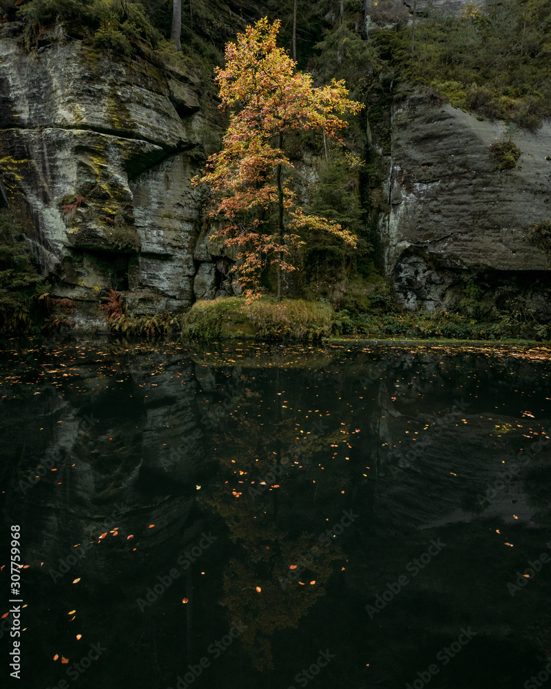 Baum im Herbst Baum im Herbst