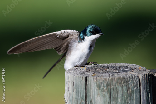 Tree Swallow Perched on an Old Weathered Post With Outstretched Wings © rck