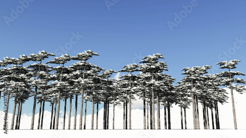 Tree in Snow Weather  Winter Background  3D Rendering