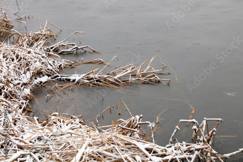 Water and grass in the snow