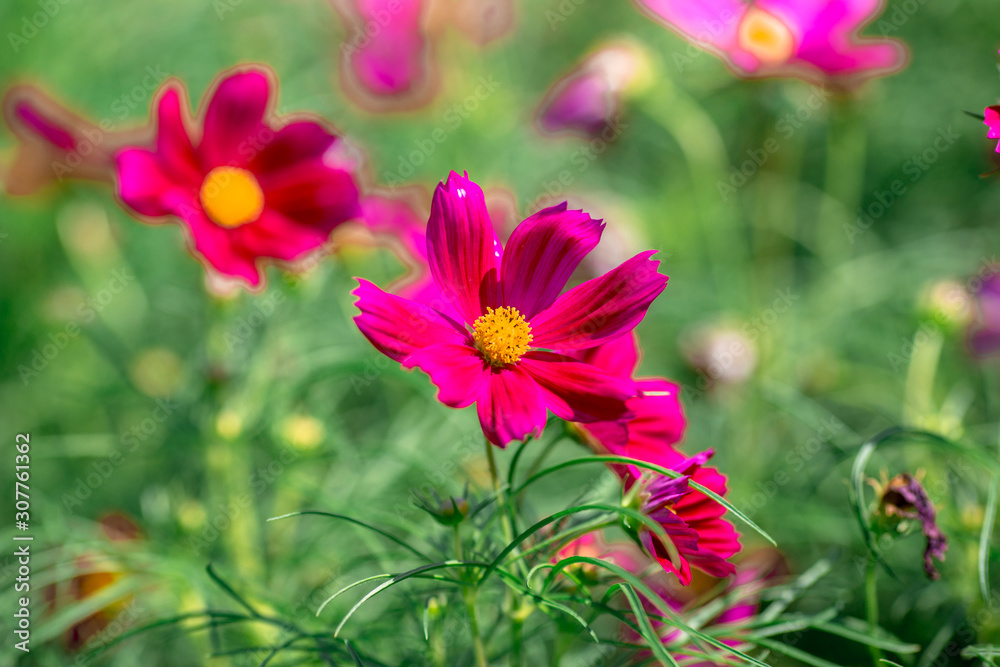 Obraz premium Background view of close-up flowers, colorful cosmos (pink, purple) planted in a garden plot, blurred by the wind blowing, looking fresh and comfortable