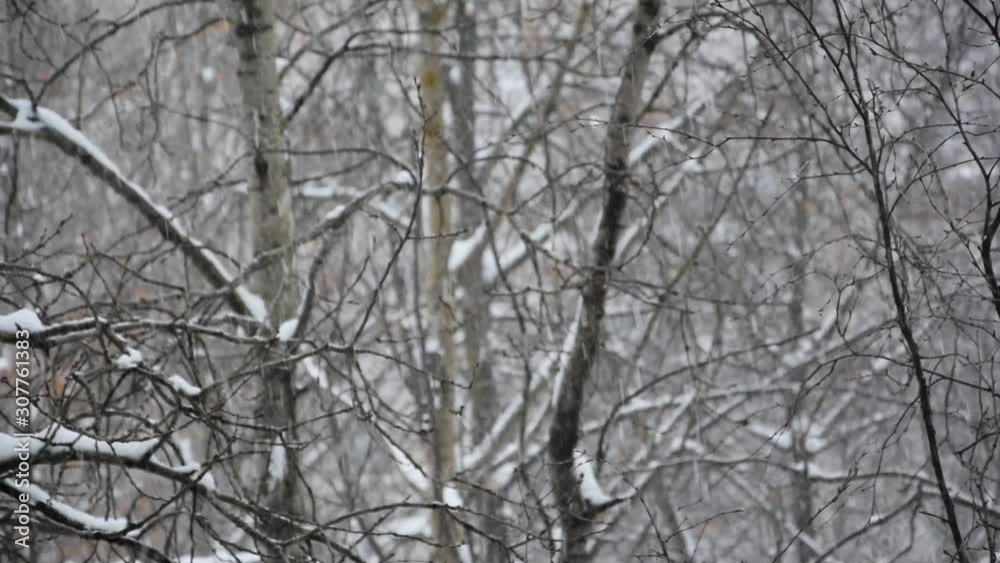 Snowfall in birch and aspen forest. Snow falls in large flakes. Beautiful snowfall on the background of trees. Snowfall in birch and aspen forest. Snow falls in large flakes. Beautiful snowfall on the background of trees.