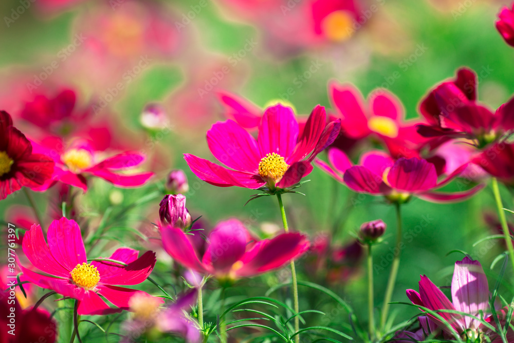 Background view of close-up flowers, colorful cosmos (pink, purple) planted in a garden plot, blurred by the wind blowing, looking fresh and comfortable Background view of close-up flowers, colorful cosmos (pink, purple) planted in a garden plot, blurred by the wind blowing, looking fresh and comfortable