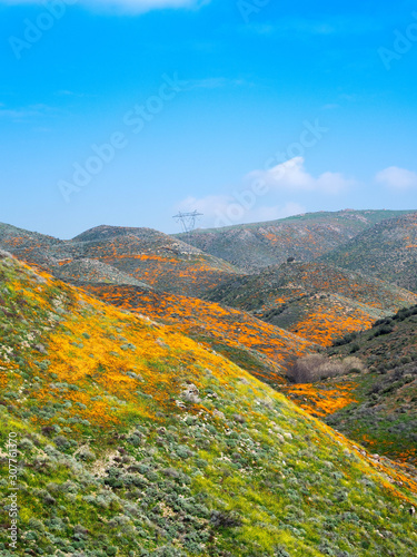 Poppy flowers during the super bloom © Brian