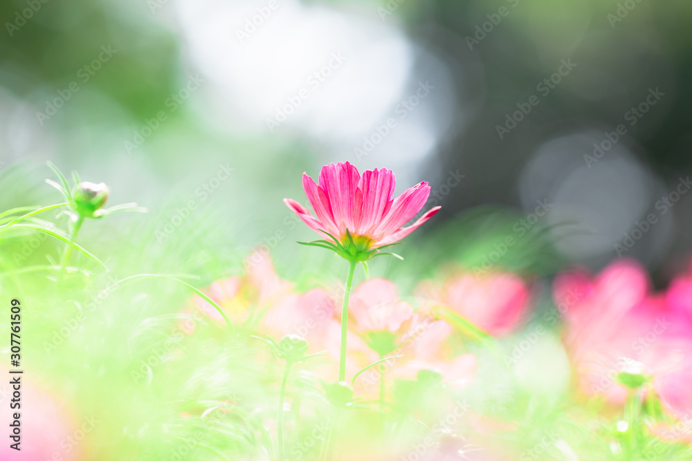 Background view of close-up flowers, colorful cosmos (pink, purple) planted in a garden plot, blurred by the wind blowing, looking fresh and comfortable Background view of close-up flowers, colorful cosmos (pink, purple) planted in a garden plot, blurred by the wind blowing, looking fresh and comfortable