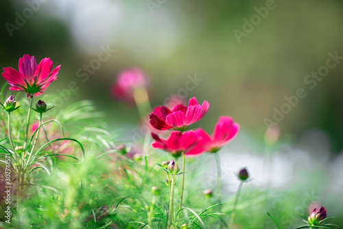 Background view of close-up flowers, colorful cosmos (pink, purple) planted in a garden plot, blurred by the wind blowing, looking fresh and comfortable © bangprik