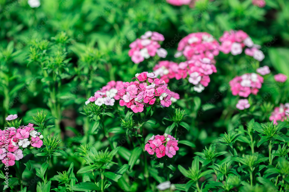 Background view of close-up flowers, colorful cosmos (pink, purple) planted in a garden plot, blurred by the wind blowing, looking fresh and comfortable Background view of close-up flowers, colorful cosmos (pink, purple) planted in a garden plot, blurred by the wind blowing, looking fresh and comfortable