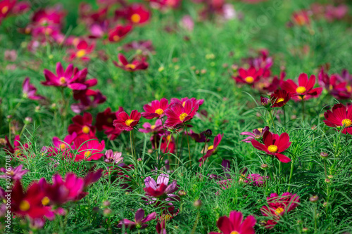 Background view of close-up flowers, colorful cosmos (pink, purple) planted in a garden plot, blurred by the wind blowing, looking fresh and comfortable