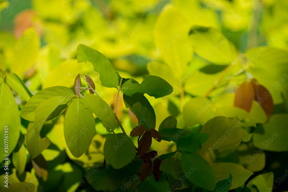 Blurred abstract background of autumn colors (yellow, light green), beautiful species, to decorate gardens or plant them at restaurants or bakeries for the beauty of customers who come to use in store Blurred abstract background of autumn colors (yellow, light green), beautiful species, to decorate gardens or plant them at restaurants or bakeries for the beauty of customers who come to use in store