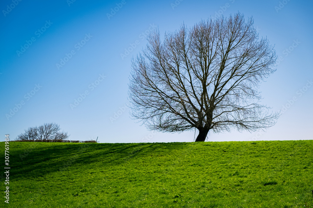 Lone tree silhouetted against the sky atop a green hill Lone tree silhouetted against the sky atop a green hill