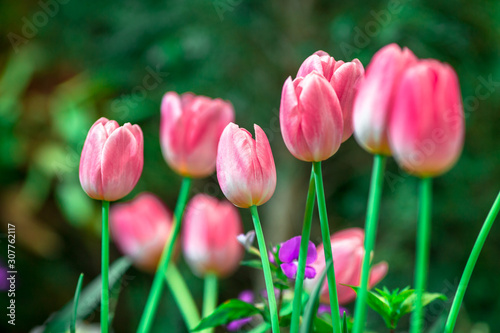 Flower background view The colorful colors of tulips (pink, red, white, orange, yellow, green, purple) planted in gardens for the beauty of the spectators, are species that grow in cold weather.