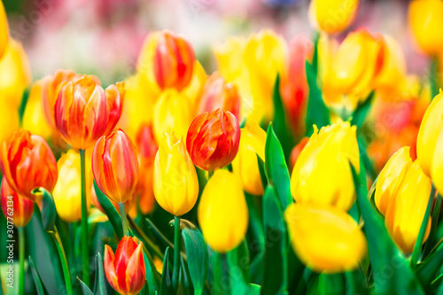 Flower background view The colorful colors of tulips  pink  red  white  orange  yellow  green  purple  planted in gardens for the beauty of the spectators  are species that grow in cold weather.