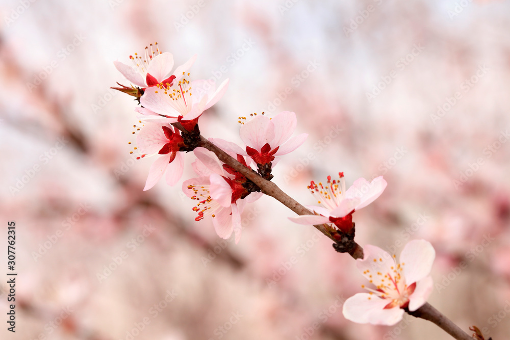blooming peach blossoms in the garden blooming peach blossoms in the garden