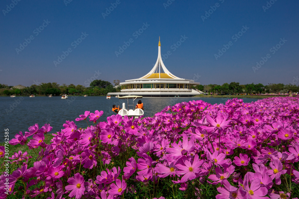Background wallpaper of colorful flowers of the cosmos flower (pink, purple) grown in large gardens in the park (Suan Luang Rama 9). Background wallpaper of colorful flowers of the cosmos flower (pink, purple) grown in large gardens in the park (Suan Luang Rama 9).